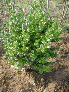 Buxus sempervirens ‘Rotundifolia’