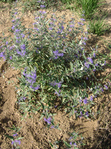 Caryopteris x clandonensis ‘Heavenly Blue’