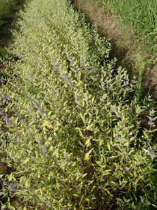 Caryopteris x clandonensis ‘Worcester Gold’