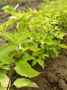 Cornus alba ‘Aurea’