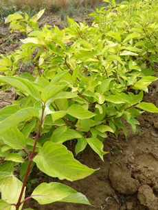 Cornus alba ‘Aurea’