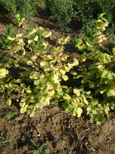 Corylus avellana ‘Aurea’