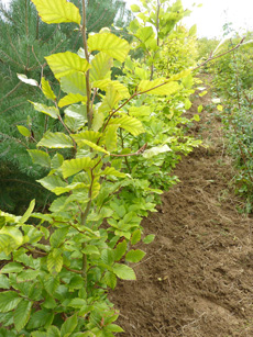 Fagus sylvatica