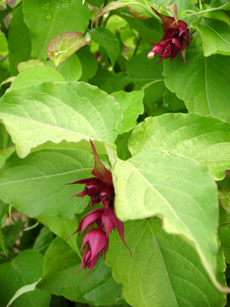 Leycesteria formosa Golden Lanterns® ‘Notbruce’