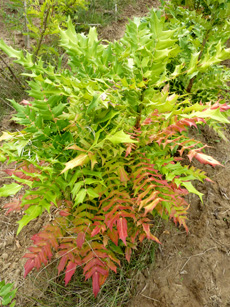 Mahonia x media ‘Charity’