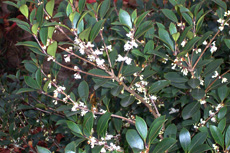 Osmanthus heterophyllus