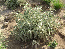 Phlomis fruticosa