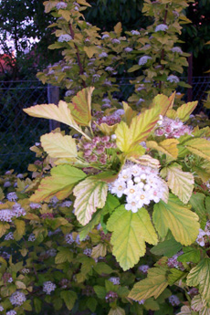 Physocarpus opulifolius ‘Dart’s Gold’