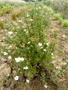 Potentilla fruticosa 'Abbotswood'