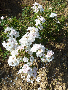 Rosa Pyrénées® ‘Poulcov’