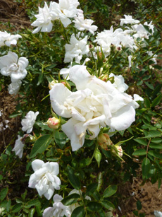 Rosa ‘The Fairy White’