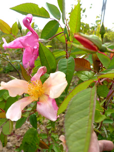 Rosa chinensis ‘Mutabilis’