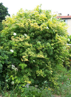 Sambucus nigra ‘Aurea’