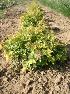 Spiraea japonica ‘Golden Princess’