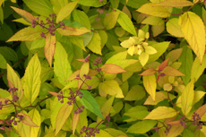 Spiraea japonica ‘Goldflame’