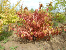 Viburnum plicatum ‘Mariesii’