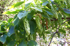 Ostrya carpinifolia