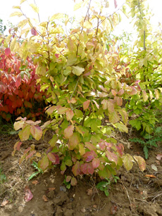 Parrotia persica