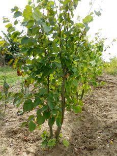 Tilia cordata