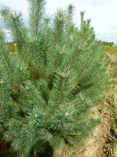 Pinus sylvestris