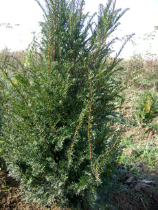 Taxus baccata