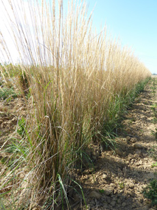 Calamagrostis acutiflora ‘Karl Foerster’