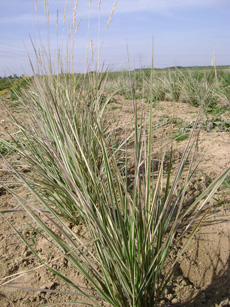 Calamagrostis acutiflora ‘Overdam’