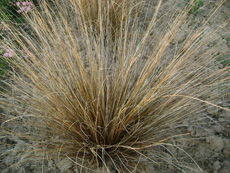 Carex buchananii