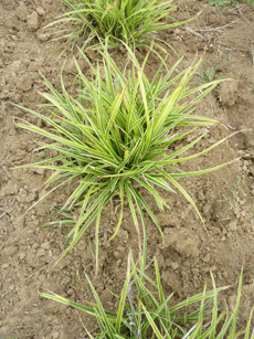 Carex morrowii ‘Ice Dance’