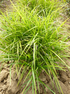 Carex muskingumensis