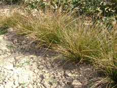 Carex testacea