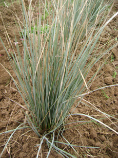 Helictotrichon sempervirens ‘Saphirsprudel’