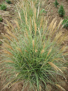 Miscanthus sinensis ‘Adagio’