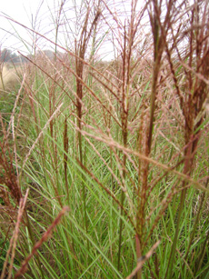 Miscanthus sinensis ‘Gracillimus’