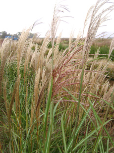 Miscanthus sinensis ‘Kaskade’