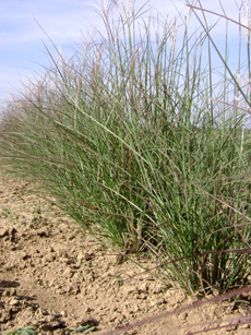 Miscanthus sinensis ‘Kleine Silberspinne’