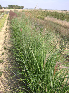 Miscanthus transmorisonensis