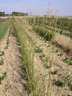 Molinia arundinacea ‘Karl Foerster’