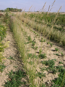 Molinia arundinacea ‘Transparent’