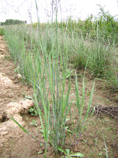 Panicum virgatum ‘Heavy Metal’