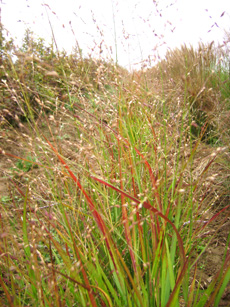 Panicum virgatum ‘Rehbraun’