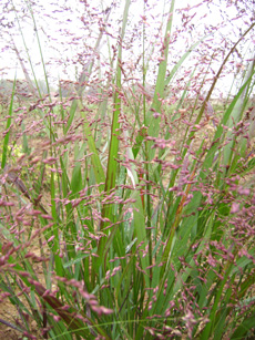 Panicum virgatum ‘Hanse Herms’ (= P.v. ‘Rotstrahlbusch’)