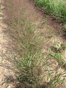 Panicum virgatum ‘Squaw’