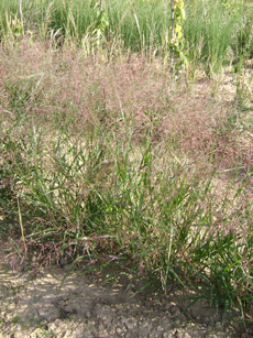 Panicum virgatum ‘Warrior’