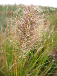 Pennisetum alopecuroides ‘Hameln’