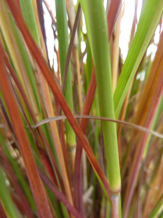 Schizachyrium scoparium (= Andropogon)