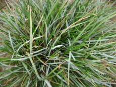 Sesleria caerula