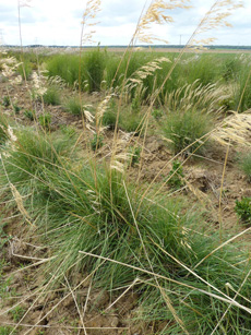 Stipa gigantea